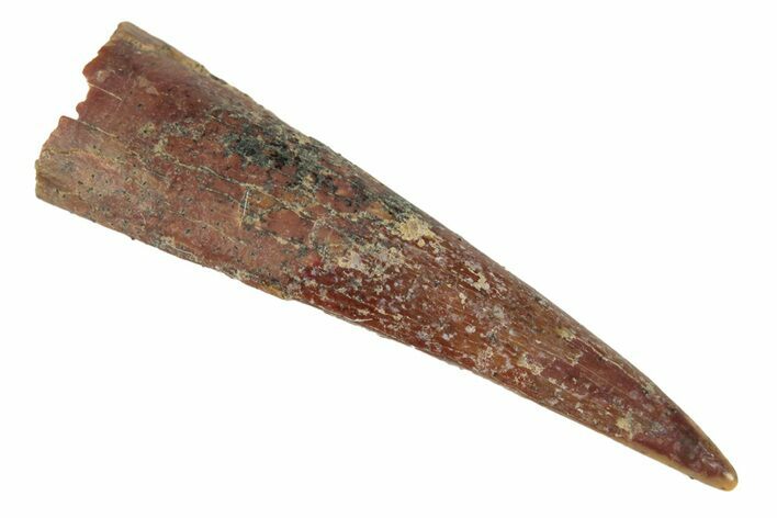 Fossil Pterosaur (Siroccopteryx) Tooth - Morocco #248924